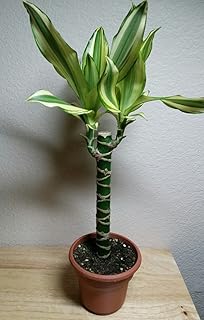 Amazon Com Costa Farms Mass Cane Corn Plant Live Indoor Floor