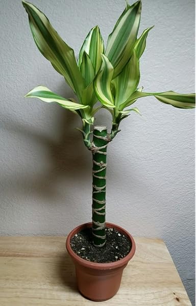 Creme Green Corn Plant Dracaena 6 Pot Easy To Grow House Plant Amazon Com Grocery Gourmet Food