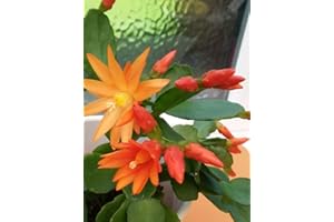 Easter Cactus Plant (Rhipsalidopsis Gaertnerii) Well-Rooted Plant:Package Contatins Seeds