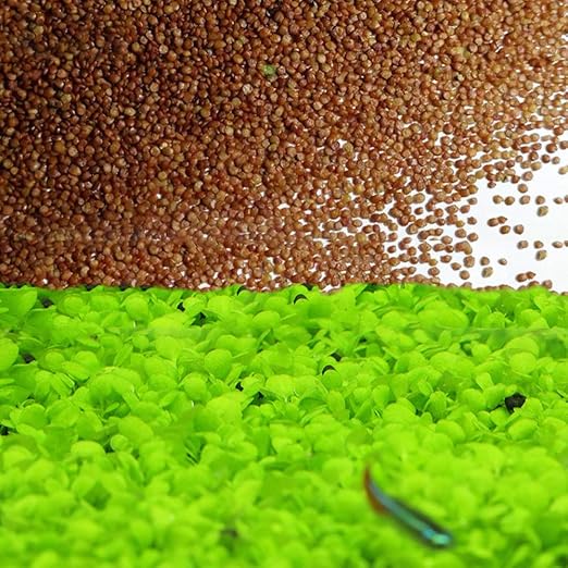 Aquarium Grass Plants Seeds,Aquatic Leaf Carpet Water Grass,Oxygenating ... - 7119rjD4nbL. AC SX522 