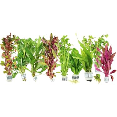 Amazon.com New Releases: The best-selling new & future releases in Live Aquarium  Plants
