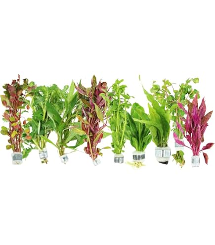 Amazon.com: Generic Bucephalandra Live Aquarium Plant Collection