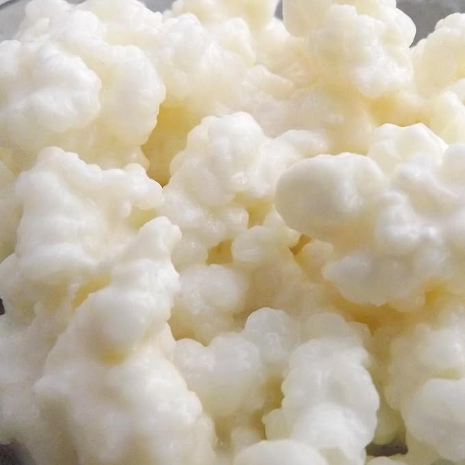 grani di kefir vivi, qualità premium, senza OGM e senza additivi, per preparazione in casa di grani di kefir vivi, qualità premium, senza OGM e senza additivi, per preparazione in casa di