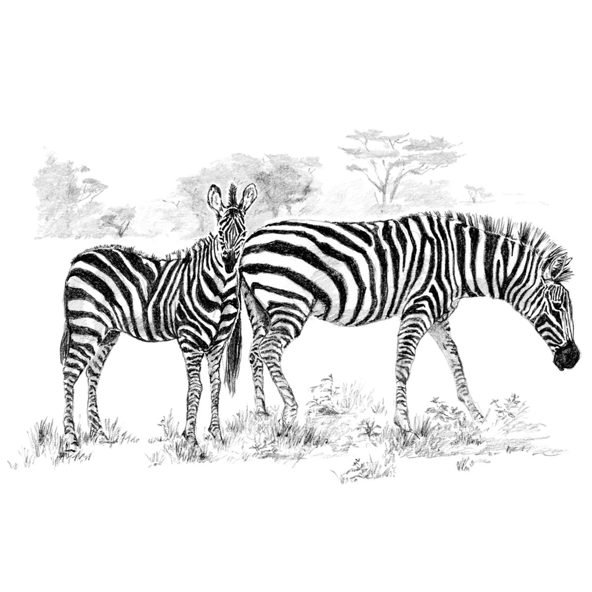 Royal Brush Sketching Made Easy Large Kit 16 x 12.75-inch, Zebras