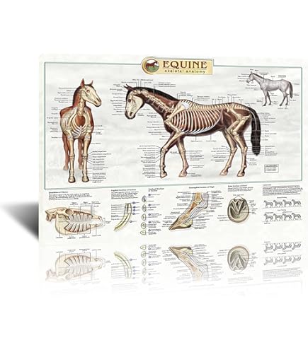 Amazon.com: WALASSE TING Blue Horse (sm) 18
