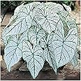 Dwarf Candidum Jr. Caladium - White Caladium - Top Size Roots - Hardy in Zones 9-11 - Compact Caladium for Gardens and Pots - Elegant White Foliage