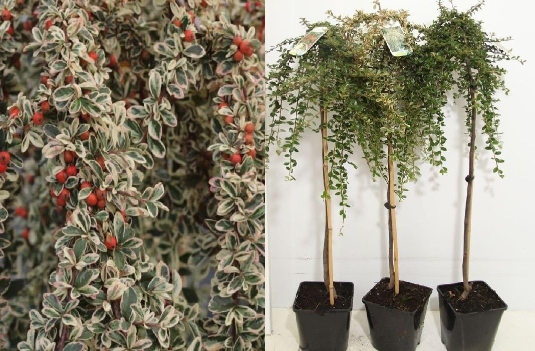 Weeping Cotoneaster Juliette Tree 3 Ft Supplied In A 3l Pot Amazon Co Uk Garden Outdoors