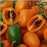 Rocoto Hot Peppers (Orange) Seeds (20+ Seeds) | Non