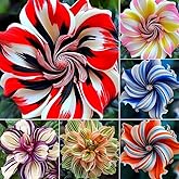 Rare Double Hibiscus Seeds, Giant Rainbow Hibiscus Flower DIY Plant Gift for Your Kids Easy Grow Home Garden Perennial Flower