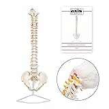 Axis Scientific 34" Life Size Spine Model with