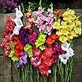 BODABI 5ps Gladioli Bulbs Gladioli Mixed Bulbs Large Flowering Mixed Rainbow Colour Collection Colourful Summer Flowering Bulbs for Gardens