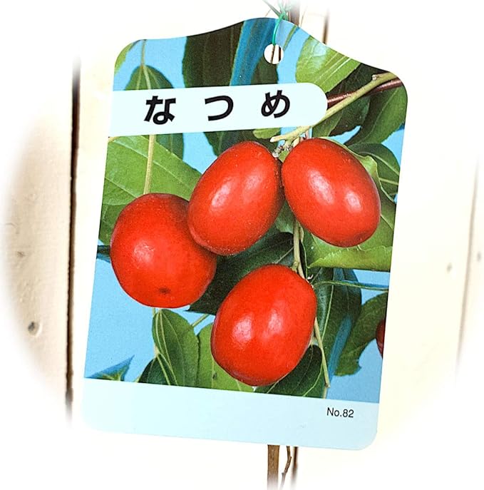 Amazon ナツメ 苗木 なつめ 12cmポット苗 ナツメ 苗 棗 果物