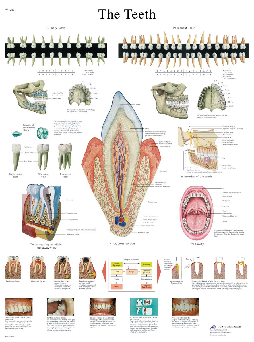 3B Scientific VR1263L Human Anatomy - The Teeth Chart, Laminated Version