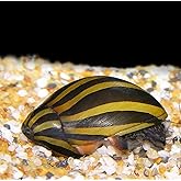 WorldwideTropicals Live Freshwater Aquarium Fish - (12) Zebra Nerite Snails - 12 Pack of Zebra Nerite Snails Populate Your Fish Tank!