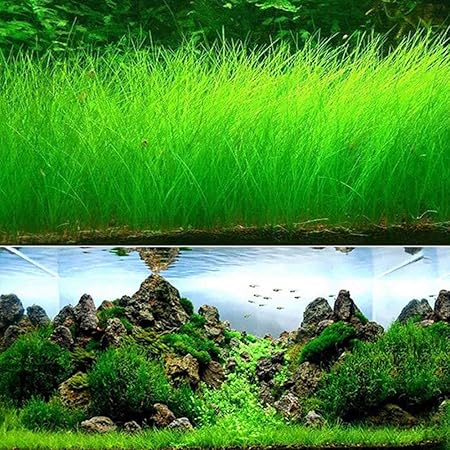 aquarium grass seed