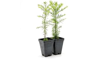 CITRONELLAKING 2 Coastal Redwood in 2.5” Nursery Cubes (Sequoia sempervirens) | Majestic Evergreen Tree for Shade, Privacy & Wildlife Support | Ready-to-Plant Live Starter Plants