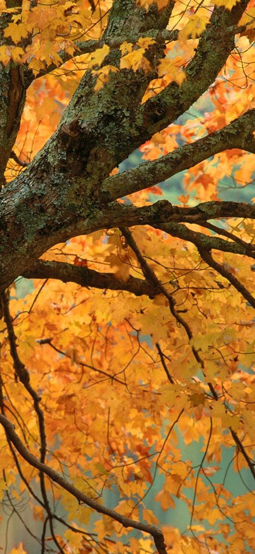 PeelitStickit, Beautiful Nature Wall Murals, ID-0456, vinyl