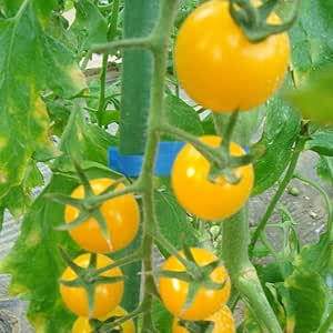 FastDirect Semillas de Tomate Amarillo 50 PCS Semillas de Verduras ...