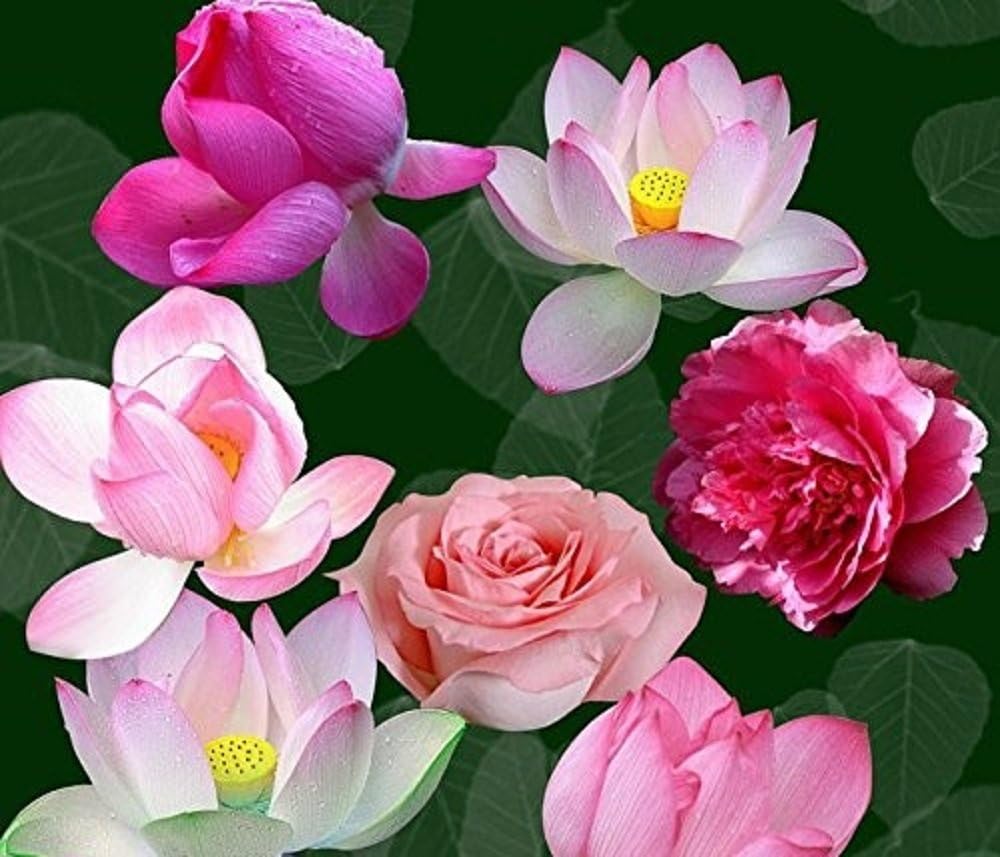 Amazon Com Seeds Market Rare Mixed Red Pink Nelumbo Nucifera Lotus Flower Laritek Seeds Professional Pack 7 Seeds Pack Bonsai Pond Available Garden Outdoor