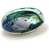 Ocean Shell Studios 5-6 inches Premium Natural Abalone (Pāua) Shell for Smudging, Cleansing Home, Meditation, Shell Crafts,Incense Holder, Home D&eacute;cor, 100% Natural, Sustainable.