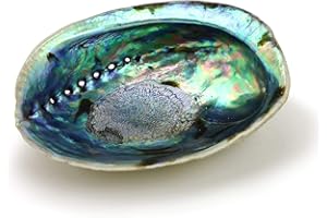 OCEAN SHELL STUDIOS. Ocean Shell Studios 5-6 inches Premium Natural Abalone (Pāua) Shell for Smudging, Cleansing Home, Meditation, Shell Crafts,Incense Holder, Home Décor, 100% Natural, Sustainable.