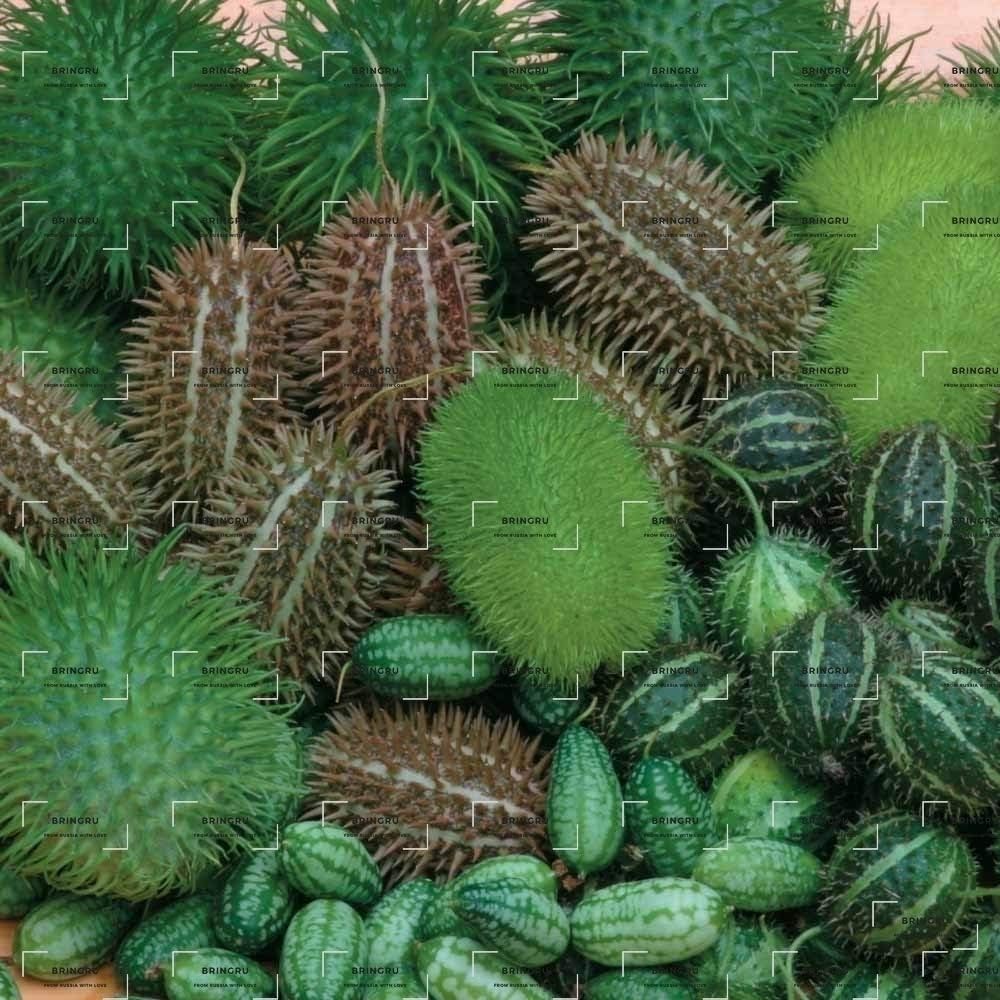 Russian Curly Cucumber Secret, Seeds of Curling Cucumber
