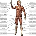 Laminated 24x24 Poster: Anatomy of Human Body Parts Body Parts Names Human Anatomy Human Anatomy Diagram - Human Anatomy