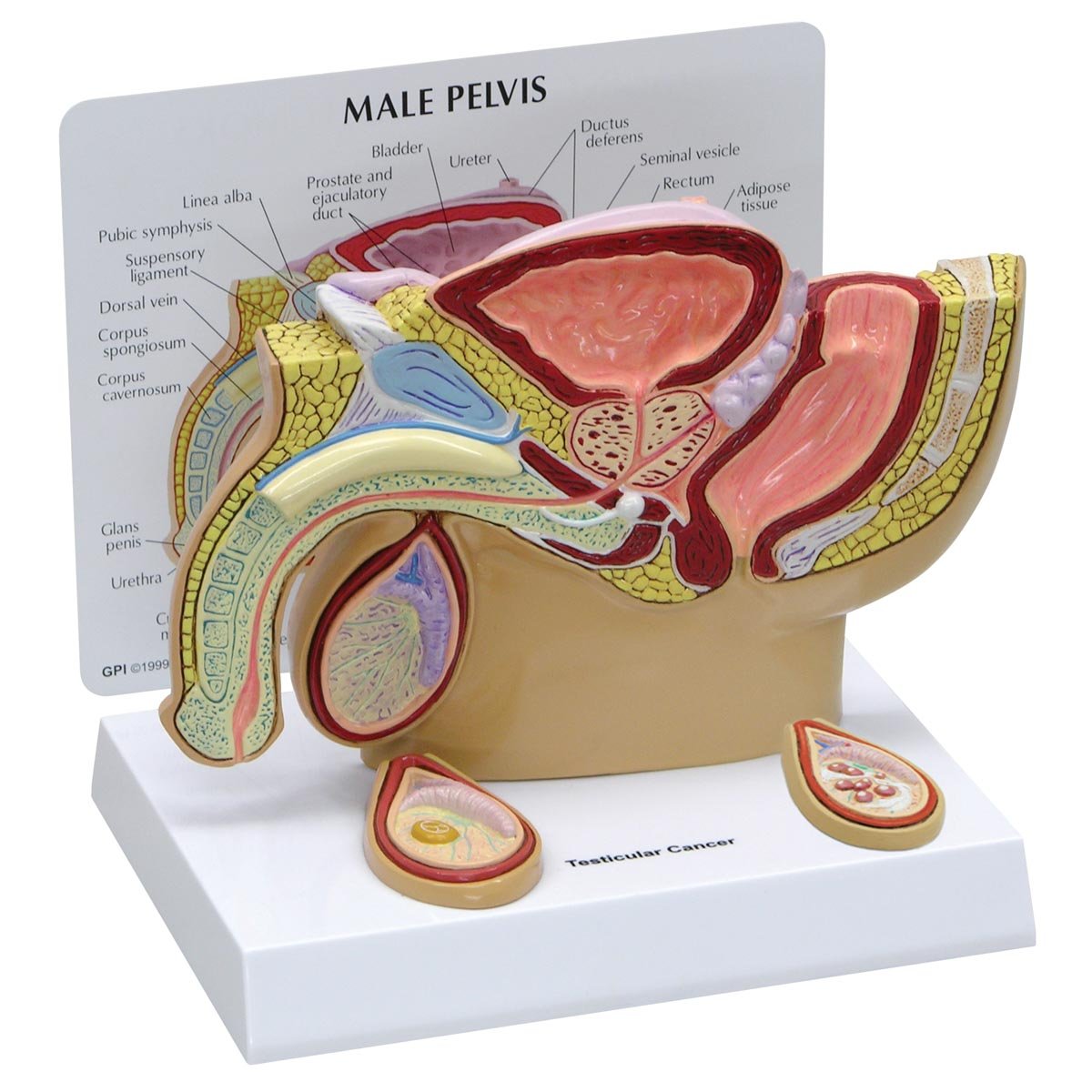 3B Scientific Male Pelvis Model with Testicles