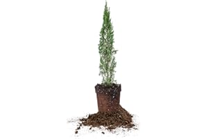 PERFECT PLANTS Italian Cypress 1-2'