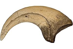 Skulls Unlimited International Deinonychus Dinosaur Claw Replica, 12.5 cm (5 inches along the curve), Earth Science, All Ages, Students, Educators, Paleontology Enthusiasts, Adult, STEM