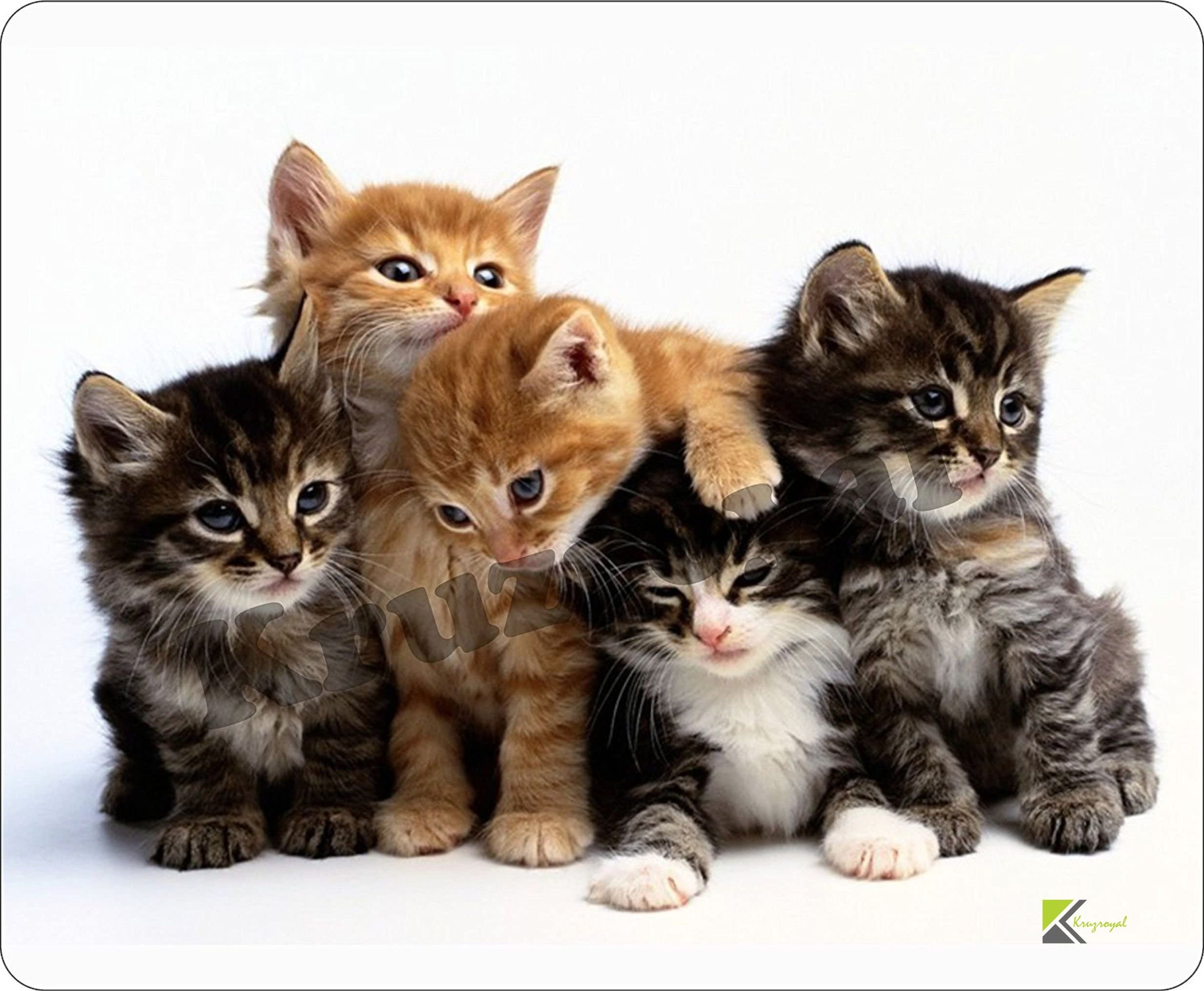 Kittens Family Cats Mousemat/Pad Anti Slip Computer PC Mouse Mat (Kitten Family)