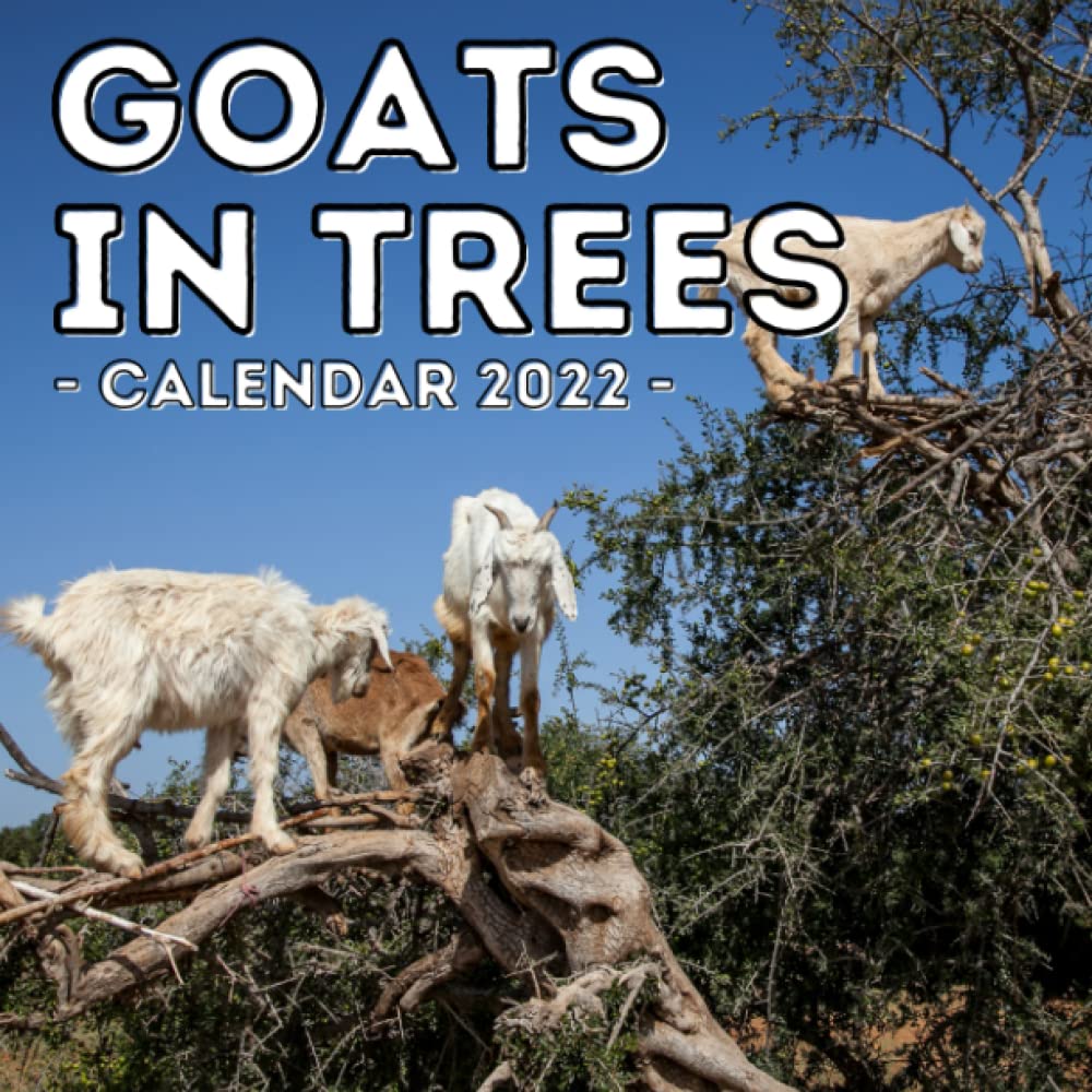 Goat Calendar 2022 Goats In Trees Calendar 2022: 16-Month Calendar, Cute Gift Idea For Goat  Lovers Women & Men: Press, Determined Raincoat: 9798495191594: Amazon.com:  Books