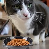 Cotill Cat Bowls Set of 3 Anti-Slip Grey Black White Multi-Purpose view 7