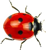 Brainstorm TOYS Outdoor Adventure Bug Viewer 2.3x Magnification Insect Viewer view 8