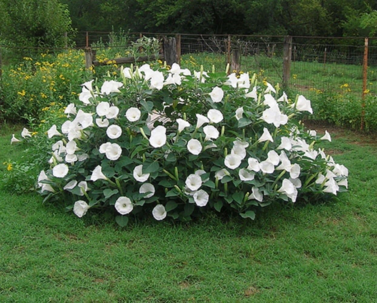 Moonflower Plants For Sale Near Me at John Fisher blog