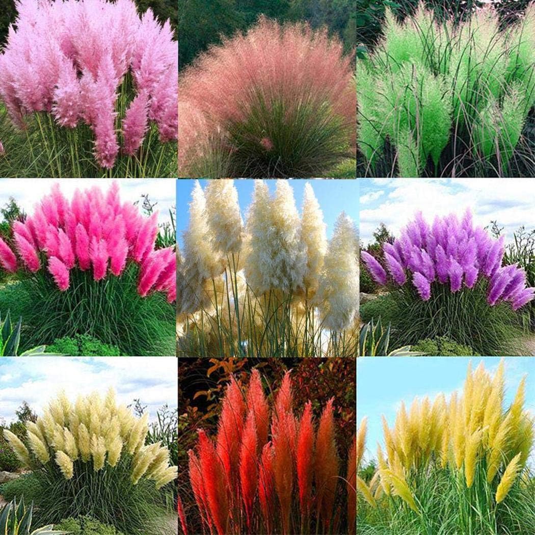 Humany flowerseeds- Rarities 100 Pieces American Pampas Grass Rare Ornamental Grass Seeds Garden Plants Seeds Flower Seeds Hardy Perennial, Great Moment Cottage Gardens