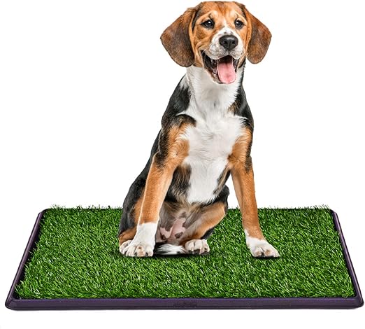 outdoor pet potty grass