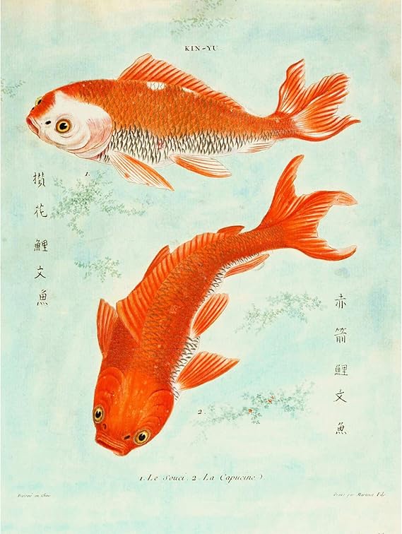 Amazon.com: Fish Japanese Koi Art Print Poster Wall Decor: Posters & Prints