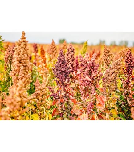 witch hazel plant seeds Witch-Hazel Tree Seeds (Hamamelis Virginiana)