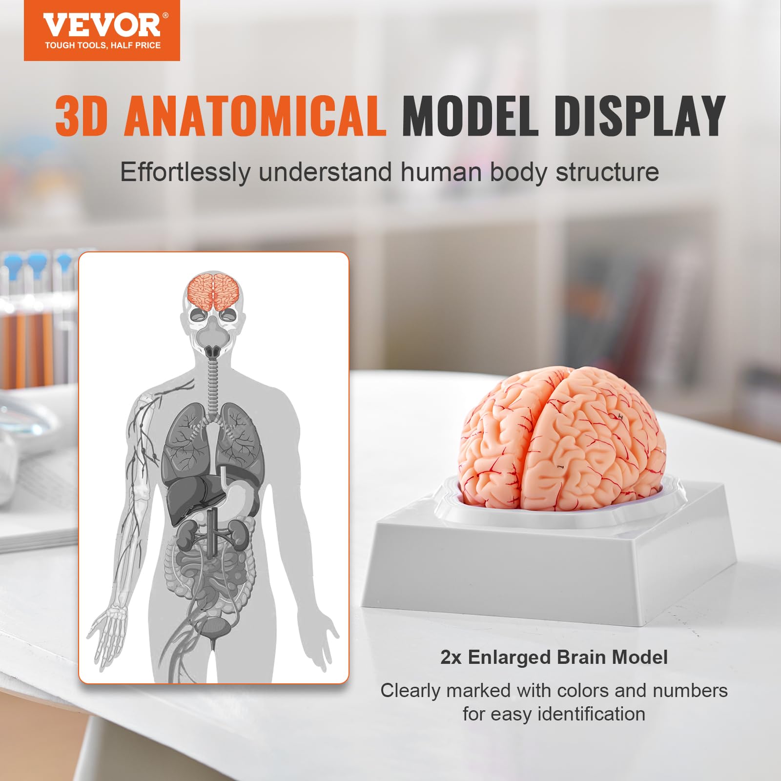 Mua VEVOR Human Brain Anatomy Model - 9-Part Life Size Brain with Color ...