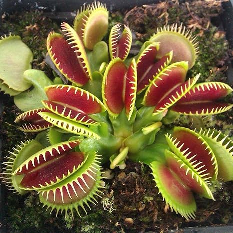 Amazon Co Jp 40個ハエトリグサdionaea Muscipula肉食は花の種子植物 Diy 工具 ガーデン