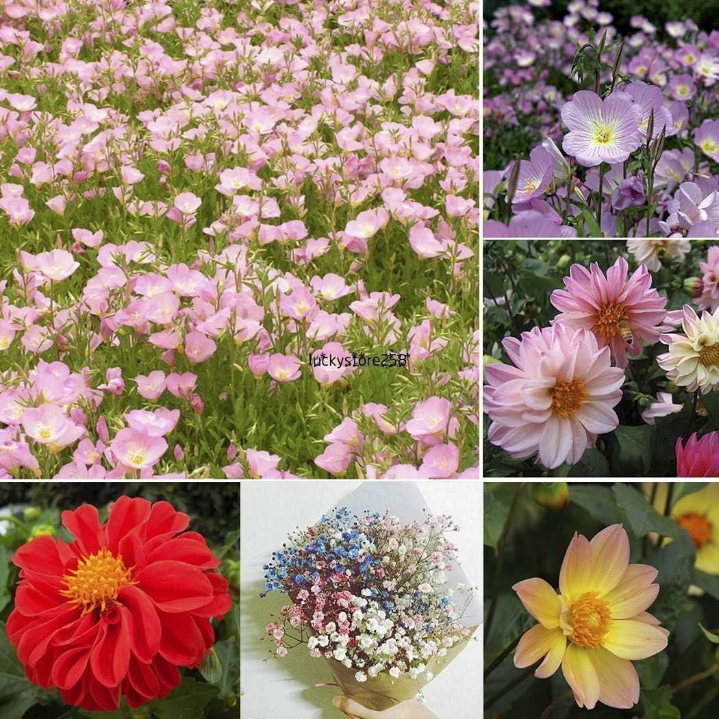 Pinkdose Ering Judio Tradescantia Zebrina Planta de la casa con el ...