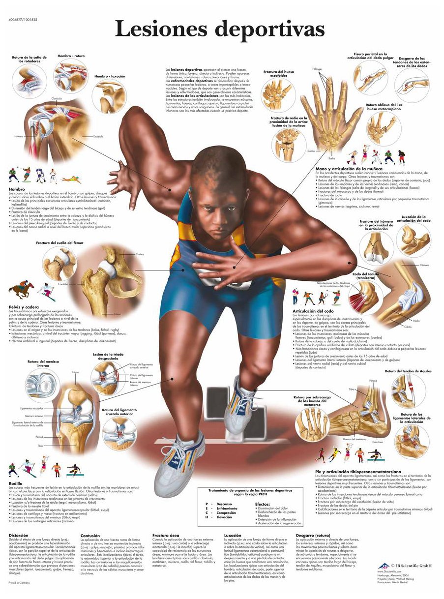 3B Scientific – Laminated Female Genital Organs Chart – UV & Dust-Protected Anatomy Poster for Study, Teaching & Clinics