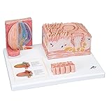 3B Scientific D17 3B MICROanatomy Tongue - 3B Smart