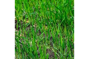 CZ GRAIN Rye Grass Seed - Fast Growing and Hardy Grass, Cover Crop, Food Plot. Grazing Pasture Seeds (5 Pounds)