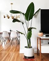 TStarJungle 5 Pack Plant Saucers 36cm Thick Drip Trays Indoor Outdoor view 7