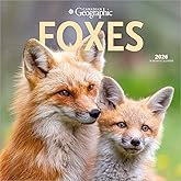 Canadian Geographic Foxes OFFICIAL | 2026 12 x 24 Inch (Hanging) Monthly Square Wall Calendar | Wyman Publishing | Wildlife A