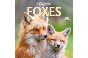 Canadian Geographic Foxes OFFICIAL | 2026 12 x 24 Inch (Hanging) Monthly Square Wall Calendar | Wyman Publishing | Wildlife A