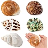5PCS Hermit Crab Shells Medium to Large 2.8"-4" Shells, Opening 1.5"-2.5" | Natural Sea Conch Shell Medium Large, Growth Turbo for Saltwater Hermit Crab Accessories, Sea Shells Beach Decorations