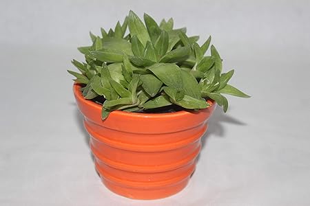 Happy Planting Rosemerc Natural Plant in Straight Line groved Ceramic V Glass Cum Planters for Home & Office D